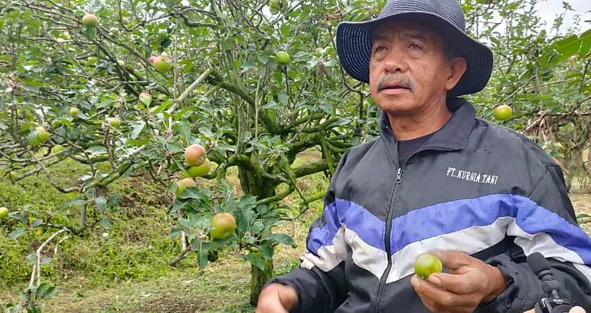 Buang Apel Hingga Ratusan Ton, Petani Bumiaji Temukan 'Obat' Penyakit Ayam