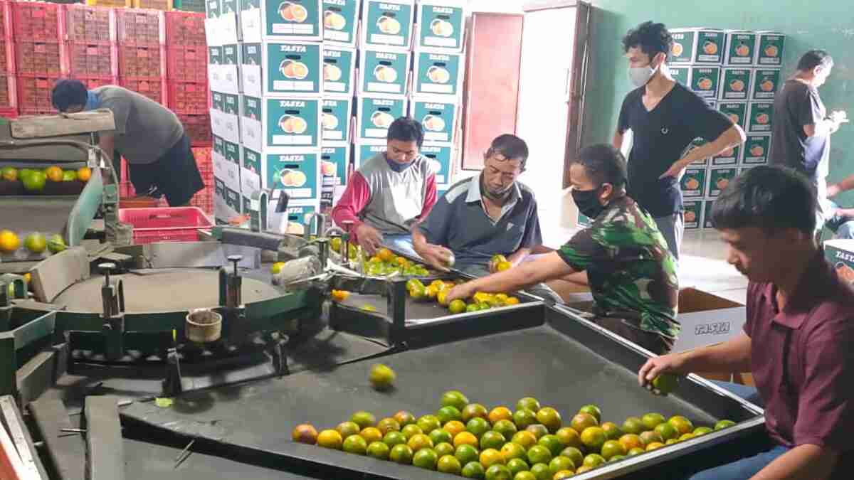 Permintaan Buah Jeruk Jelang Idul Fitri Mulai Meningkat