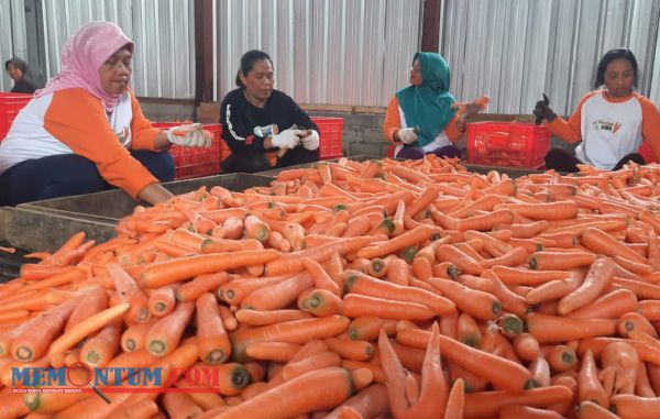 Optimalkan Sektor Pertanian, Gudang HR 29 Fresh Carrot KWB Gandeng 75 Petani Wortel Brastagi Penuhi Kebutuhan Pasar Minimal 6 Ton Perhari