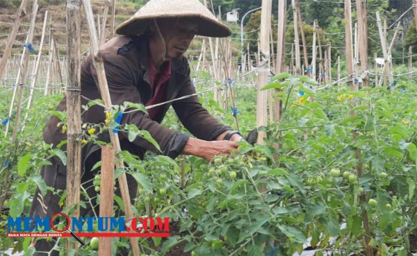 Curah Hujan Tinggi Untungkan Petani Tomat Sayur di Kota Batu